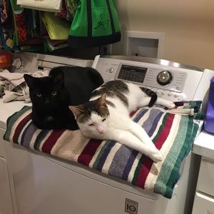 Meet your Posher, Suzanne